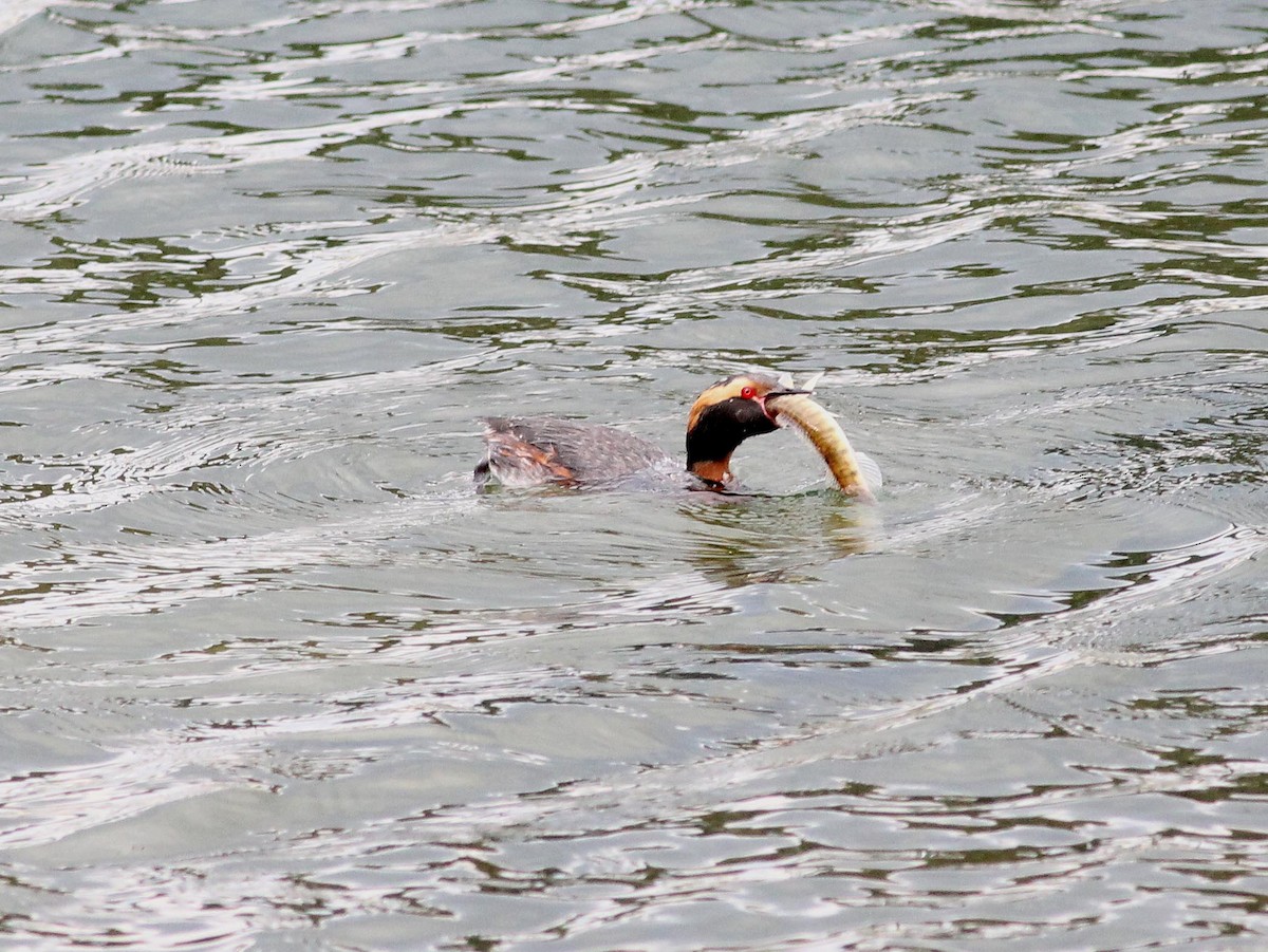 Horned Grebe - ML107303091