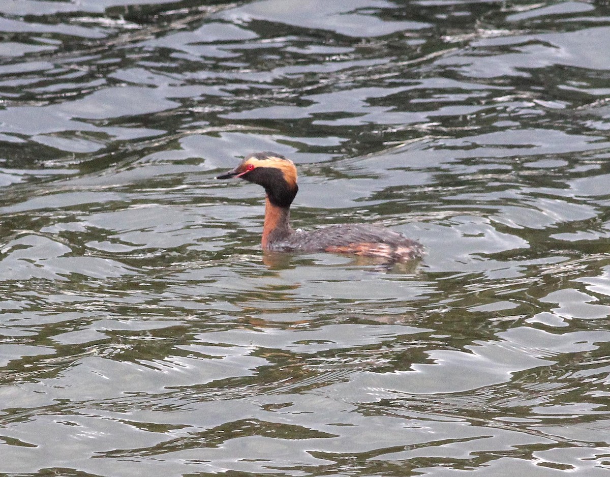 Horned Grebe - ML107303111