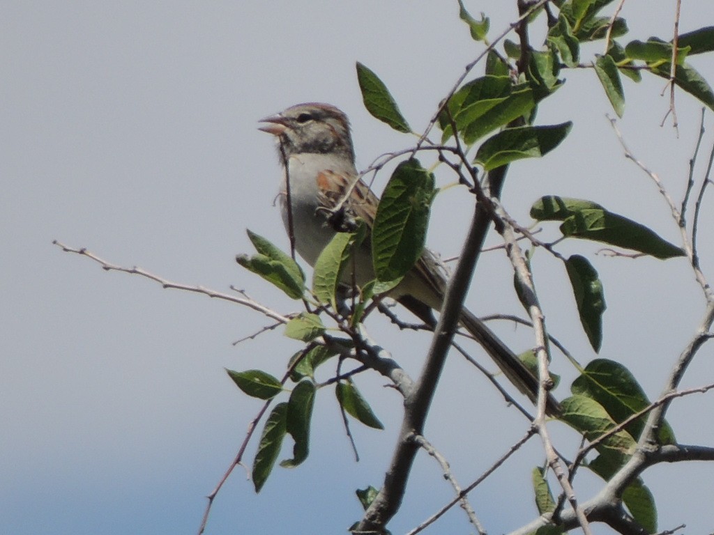 Rufous-winged Sparrow - ML107303901