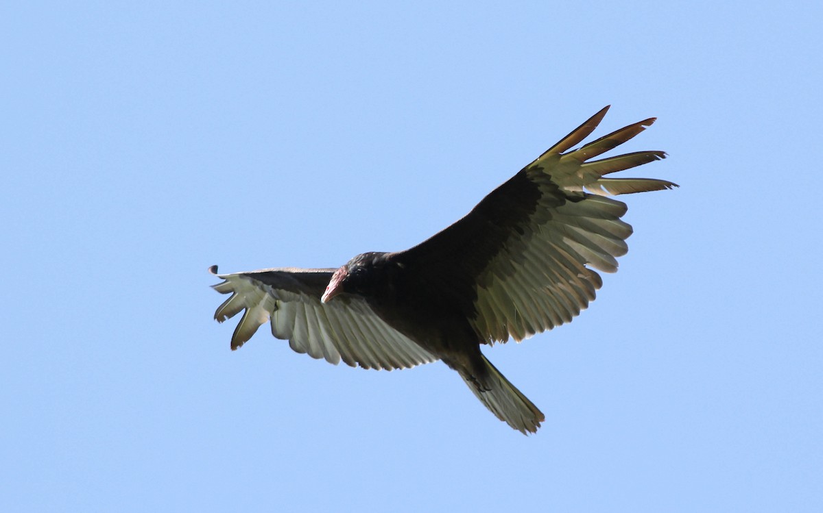 Turkey Vulture - ML107305311
