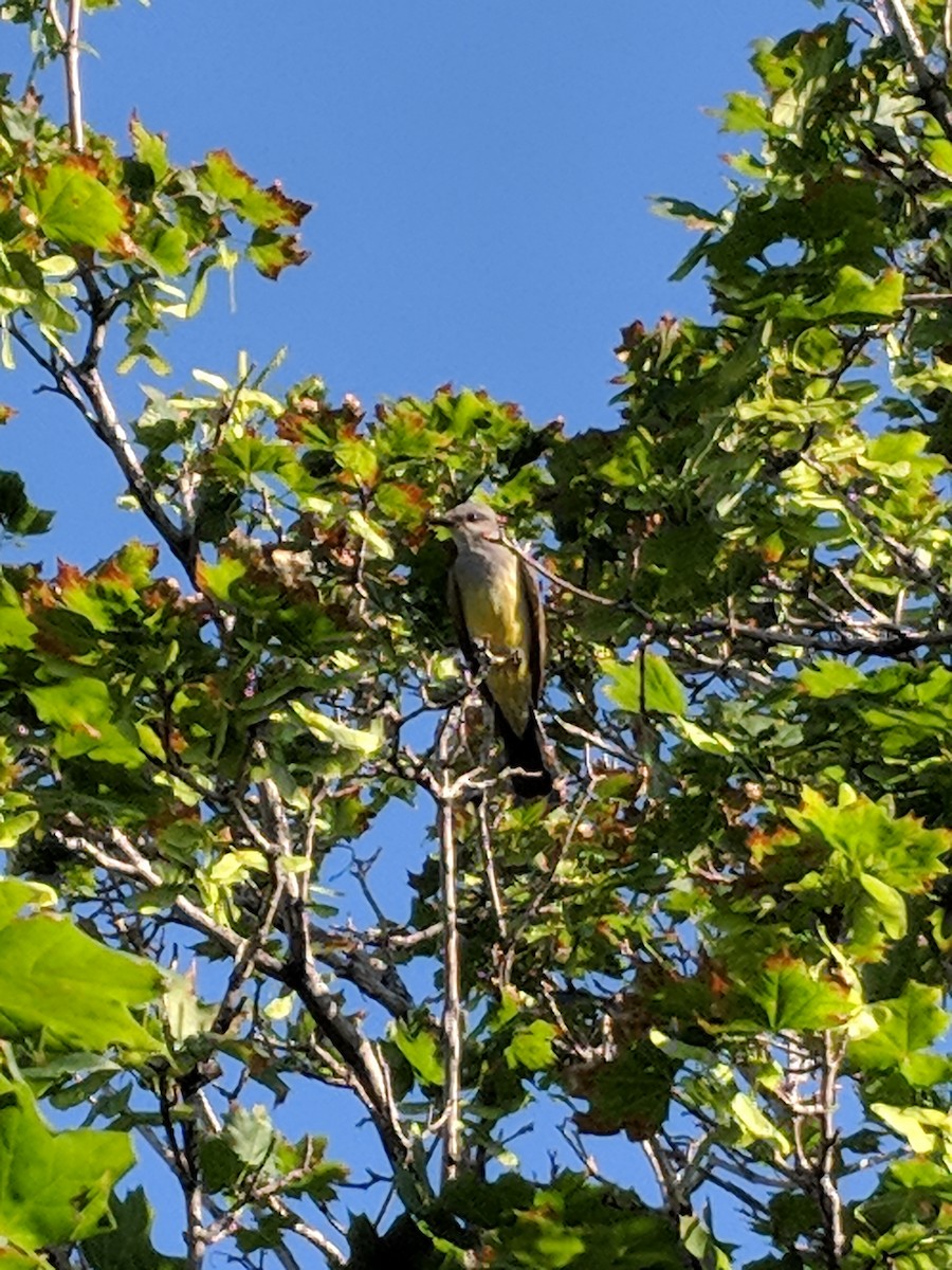 Western Kingbird - ML107306301