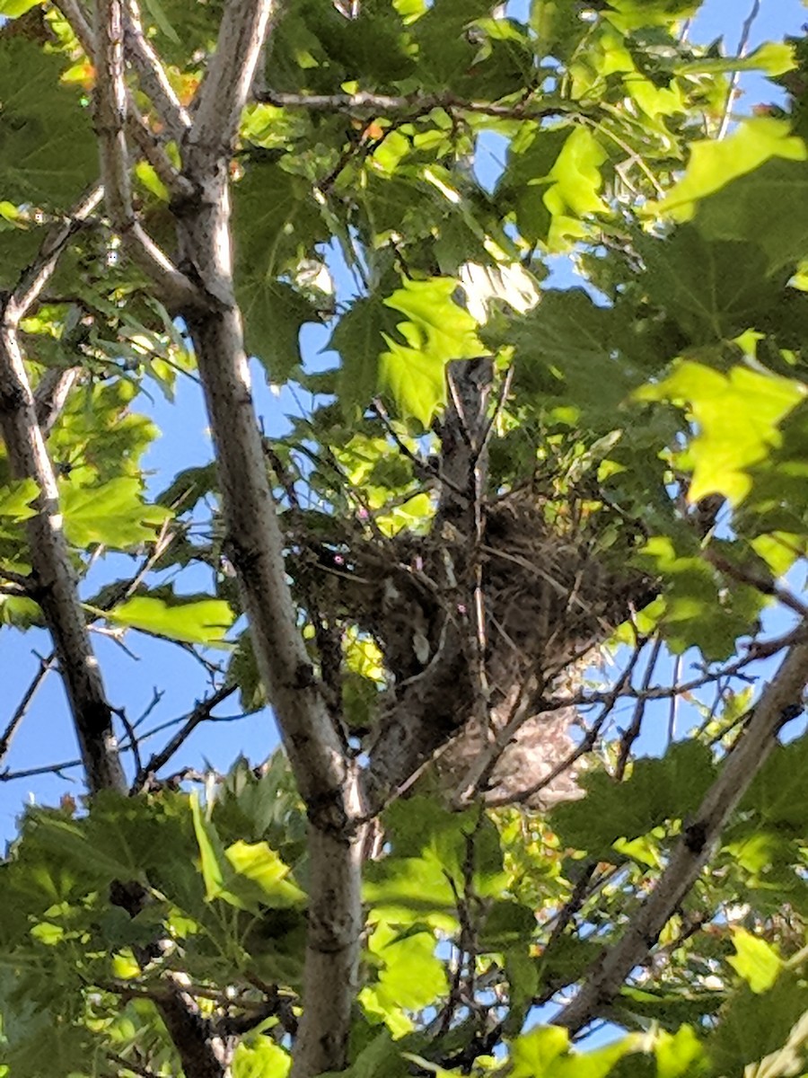 Western Kingbird - ML107306321