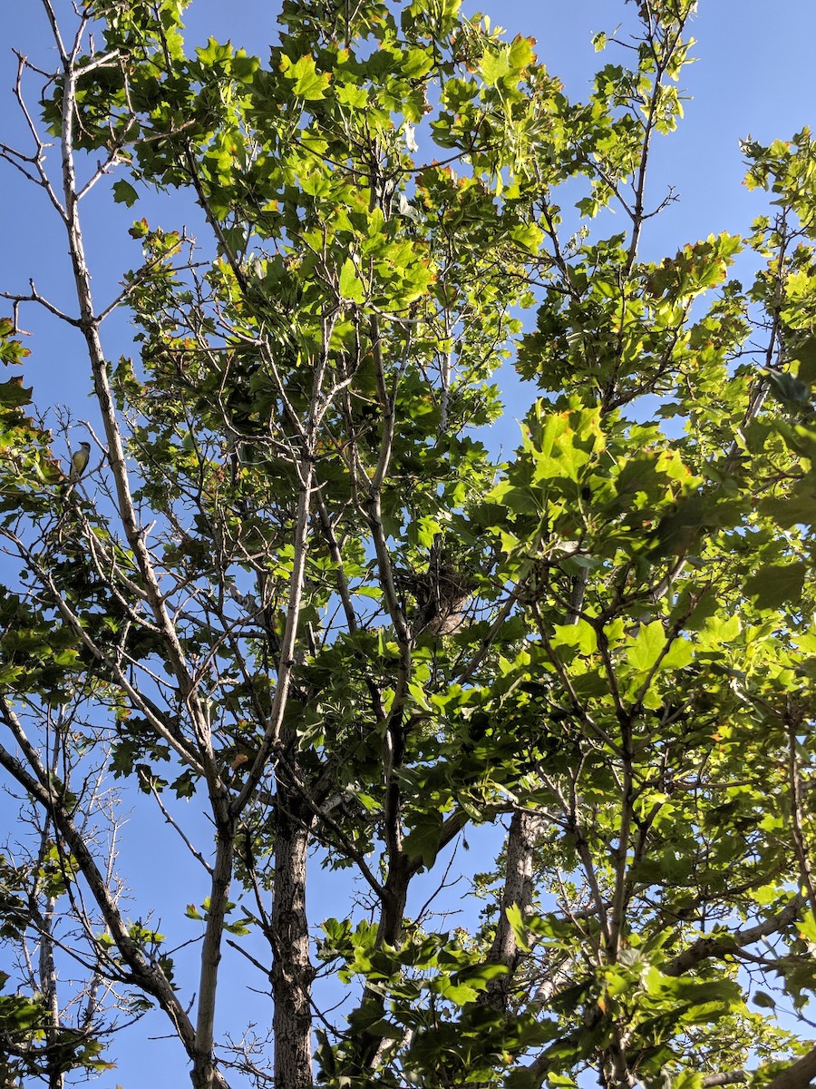 Western Kingbird - ML107306341