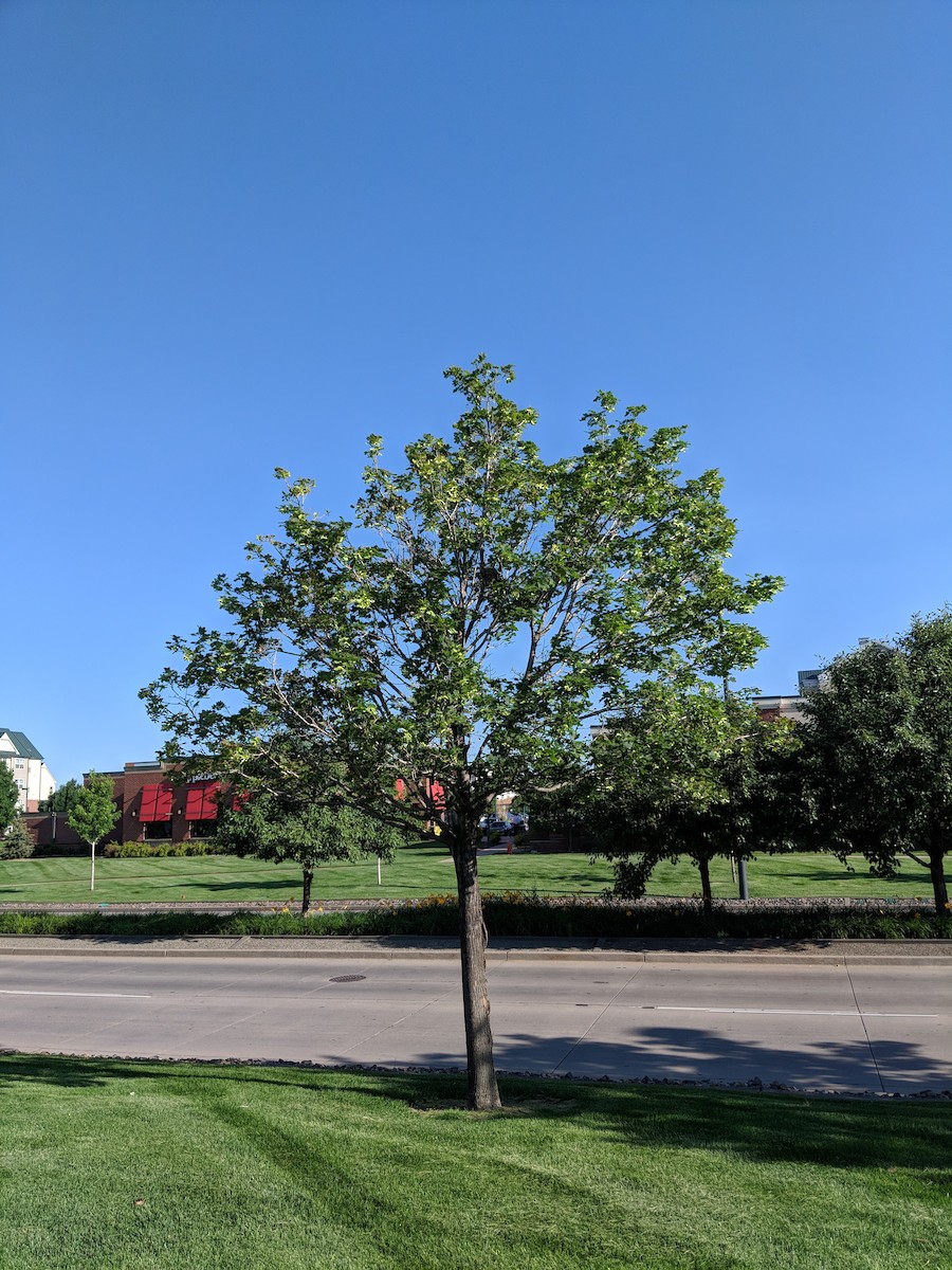 Western Kingbird - ML107306351