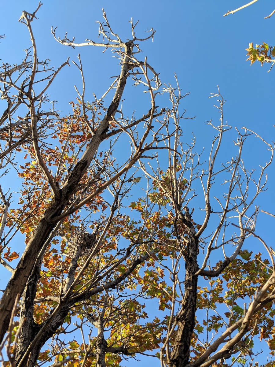 Western Kingbird - ML107306361