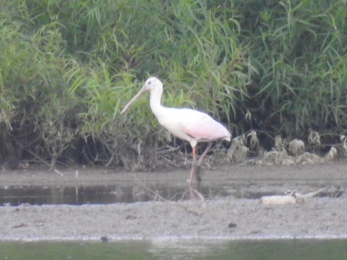 Roseate Spoonbill - ML107307001