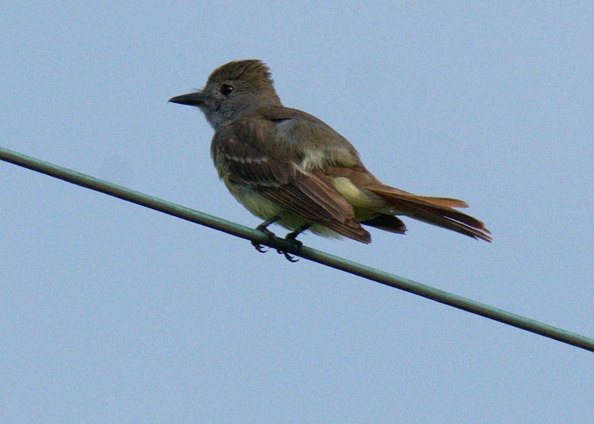 Great Crested Flycatcher - ML107307061