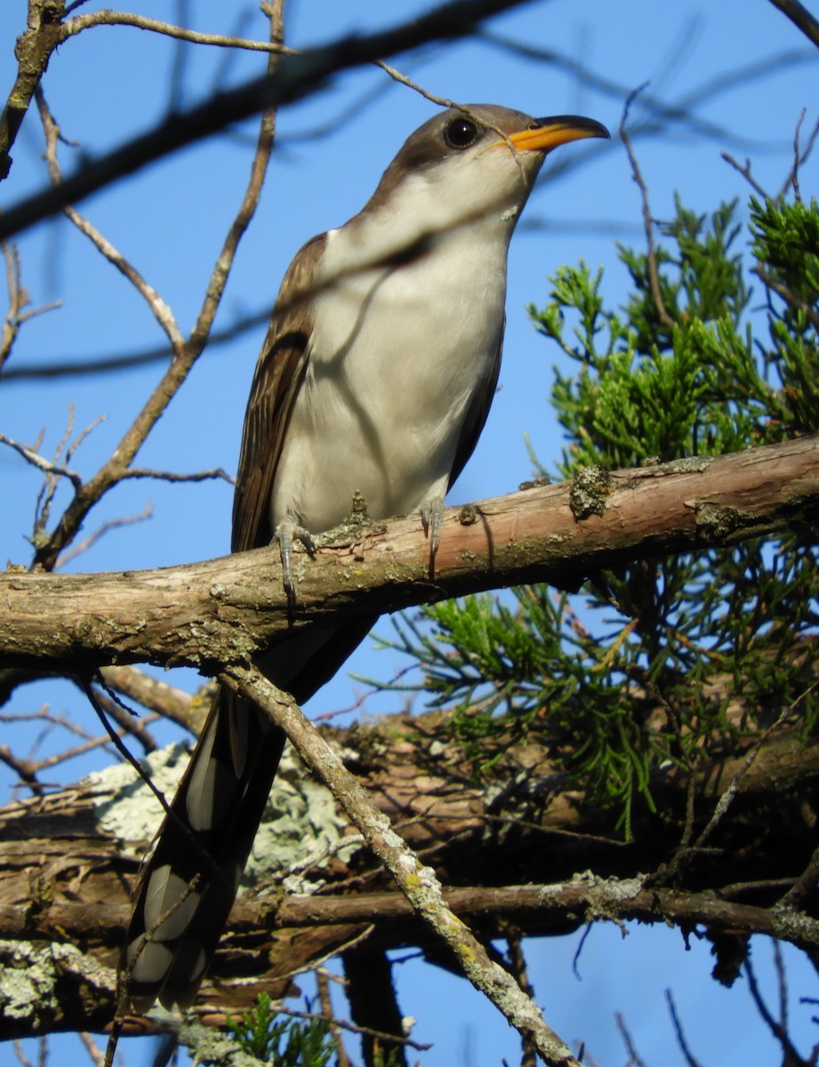 Yellow-billed Cuckoo - ML107307351