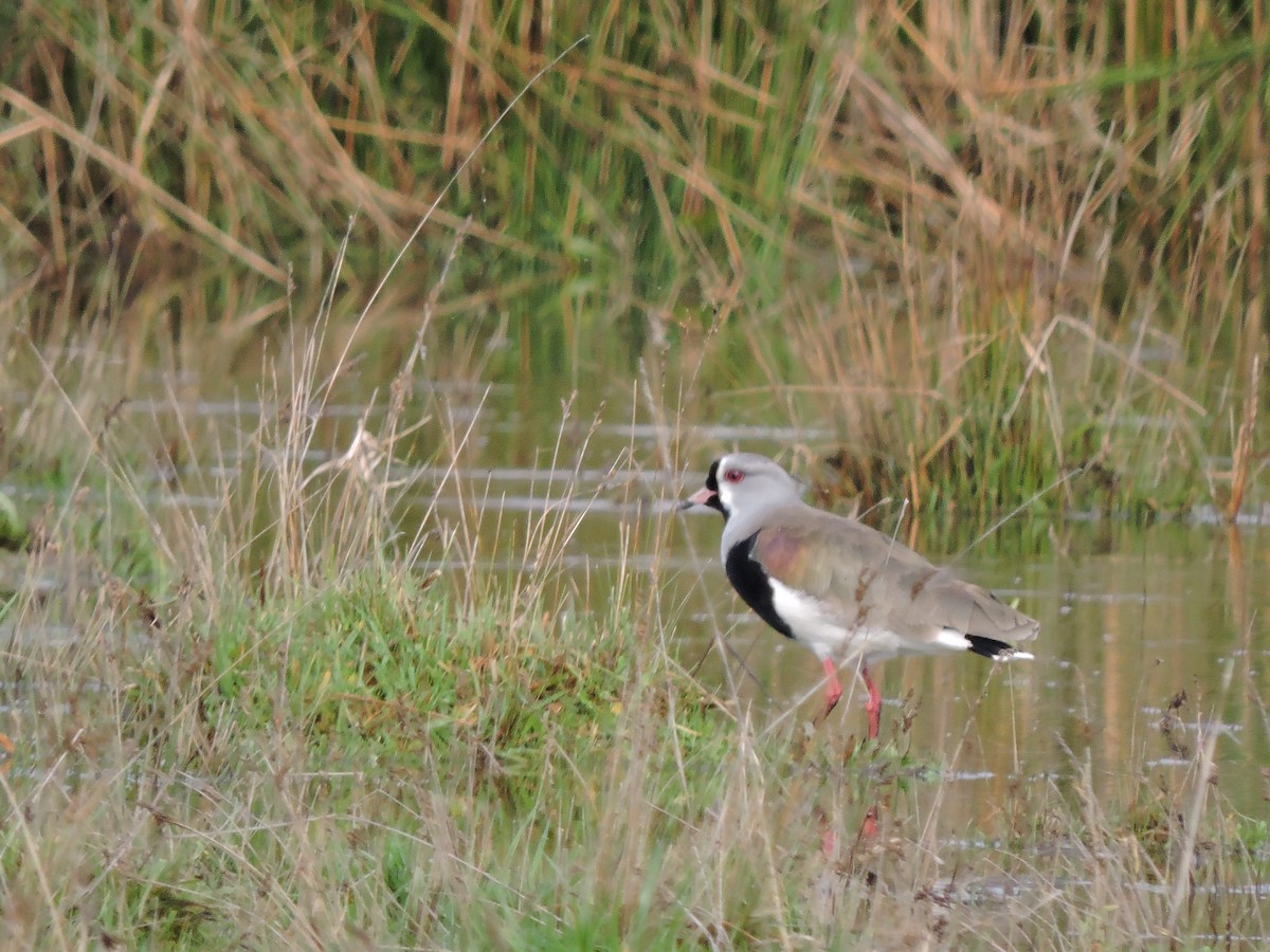 Southern Lapwing - ML107308441