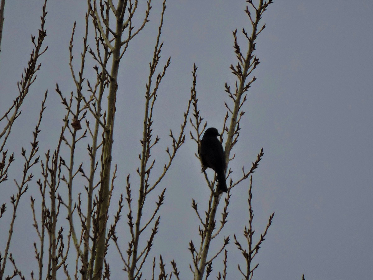 Austral Blackbird - mariana  saez velasquez
