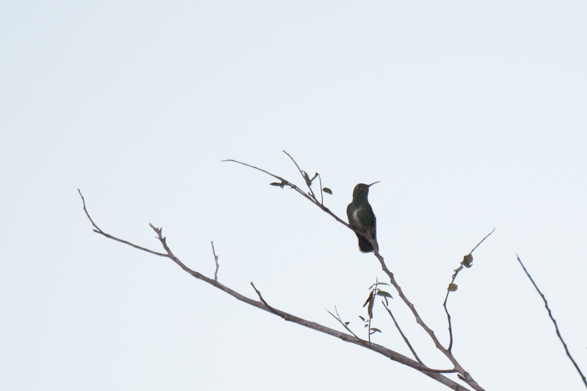 kolibřík zrcadlový - ML107310591