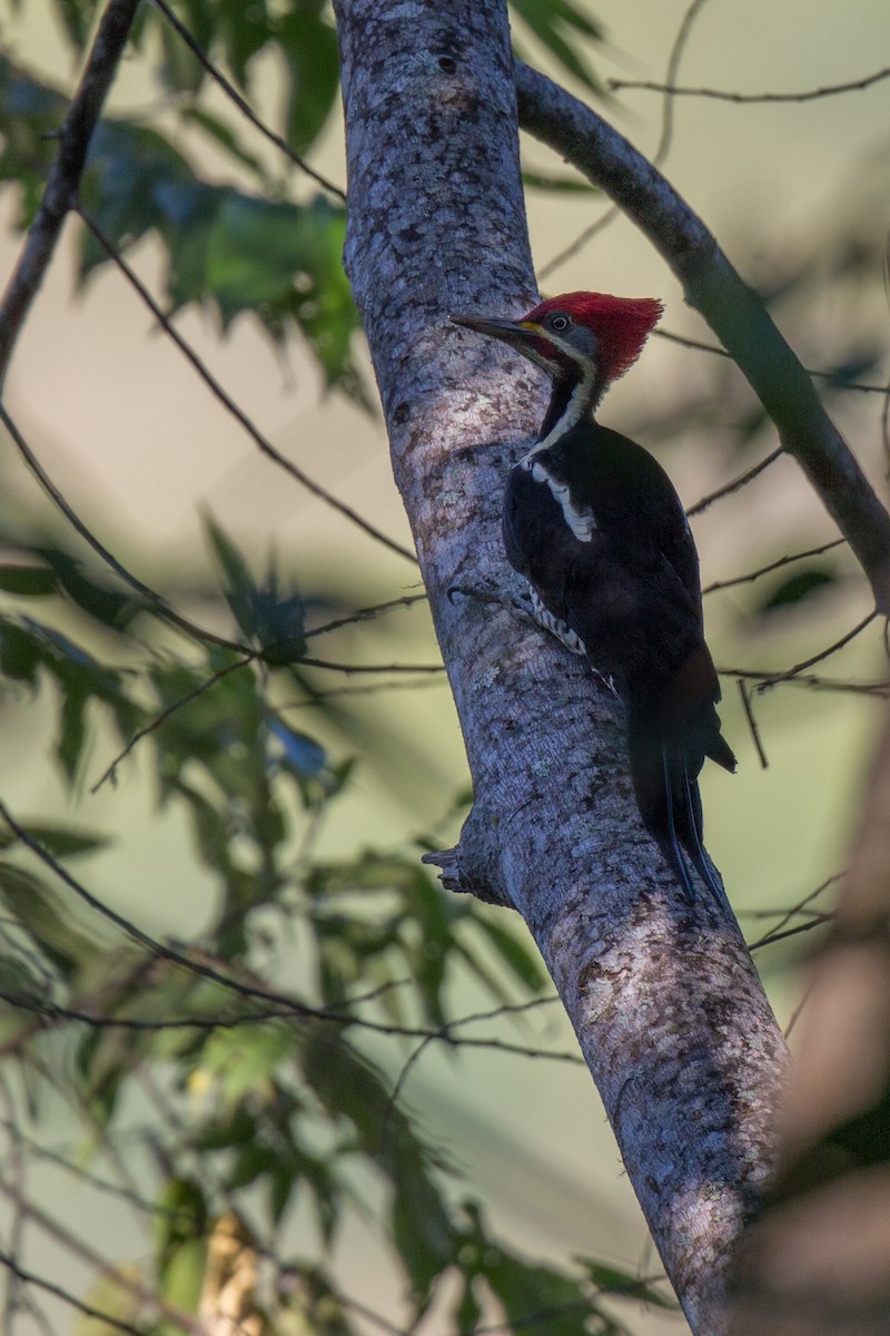 Lineated Woodpecker - ML107310851