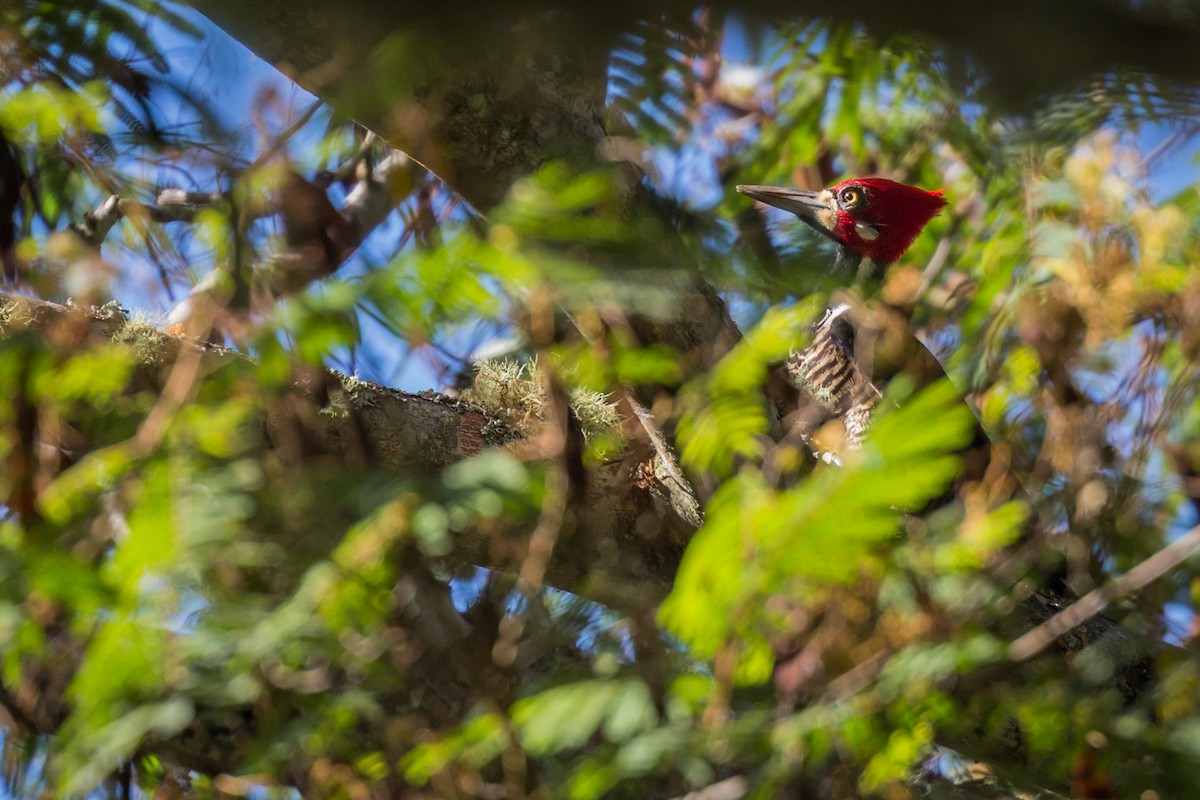 Crimson-crested Woodpecker - ML107310861