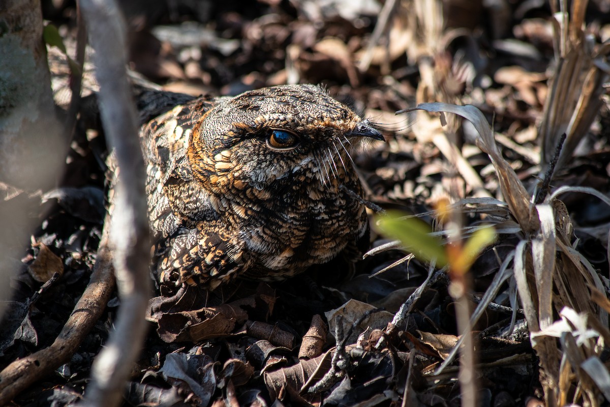 Scissor-tailed Nightjar - ML107313221