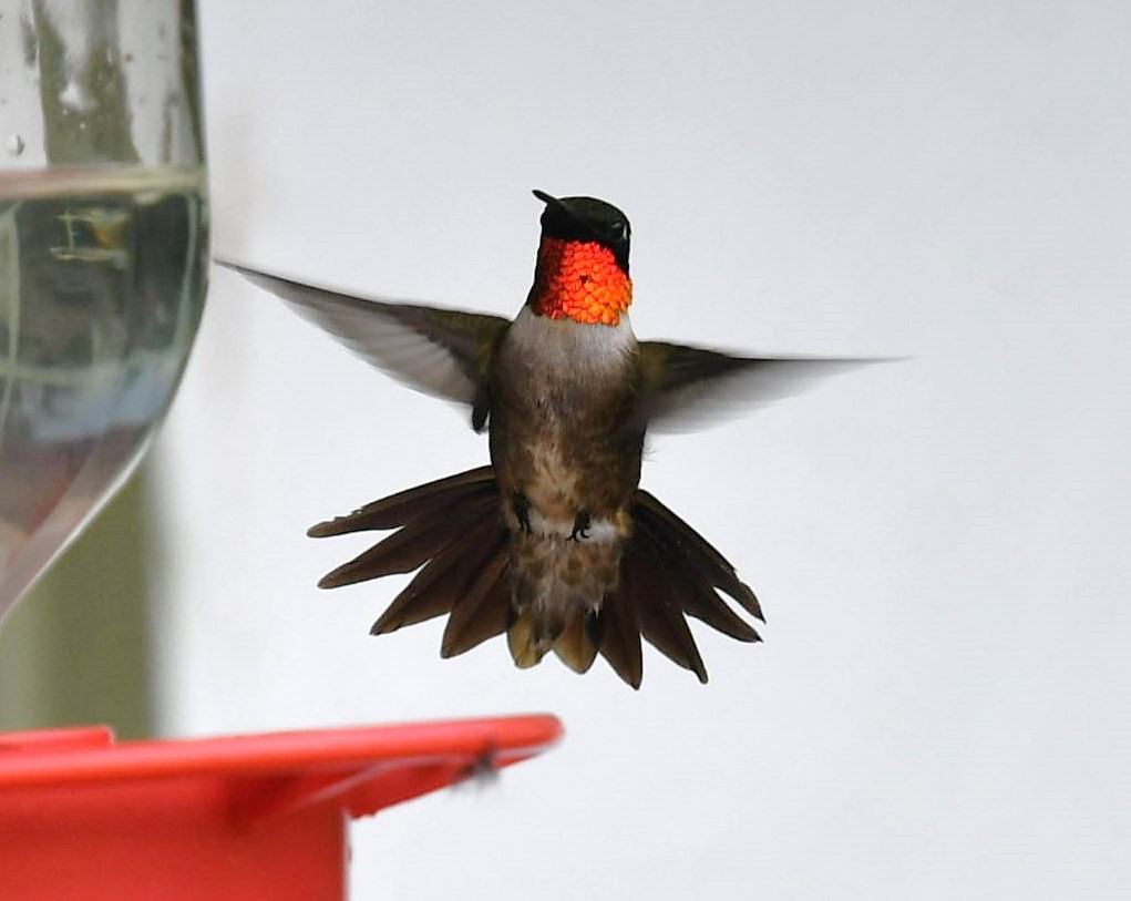 Ruby-throated Hummingbird - Mary McSparen