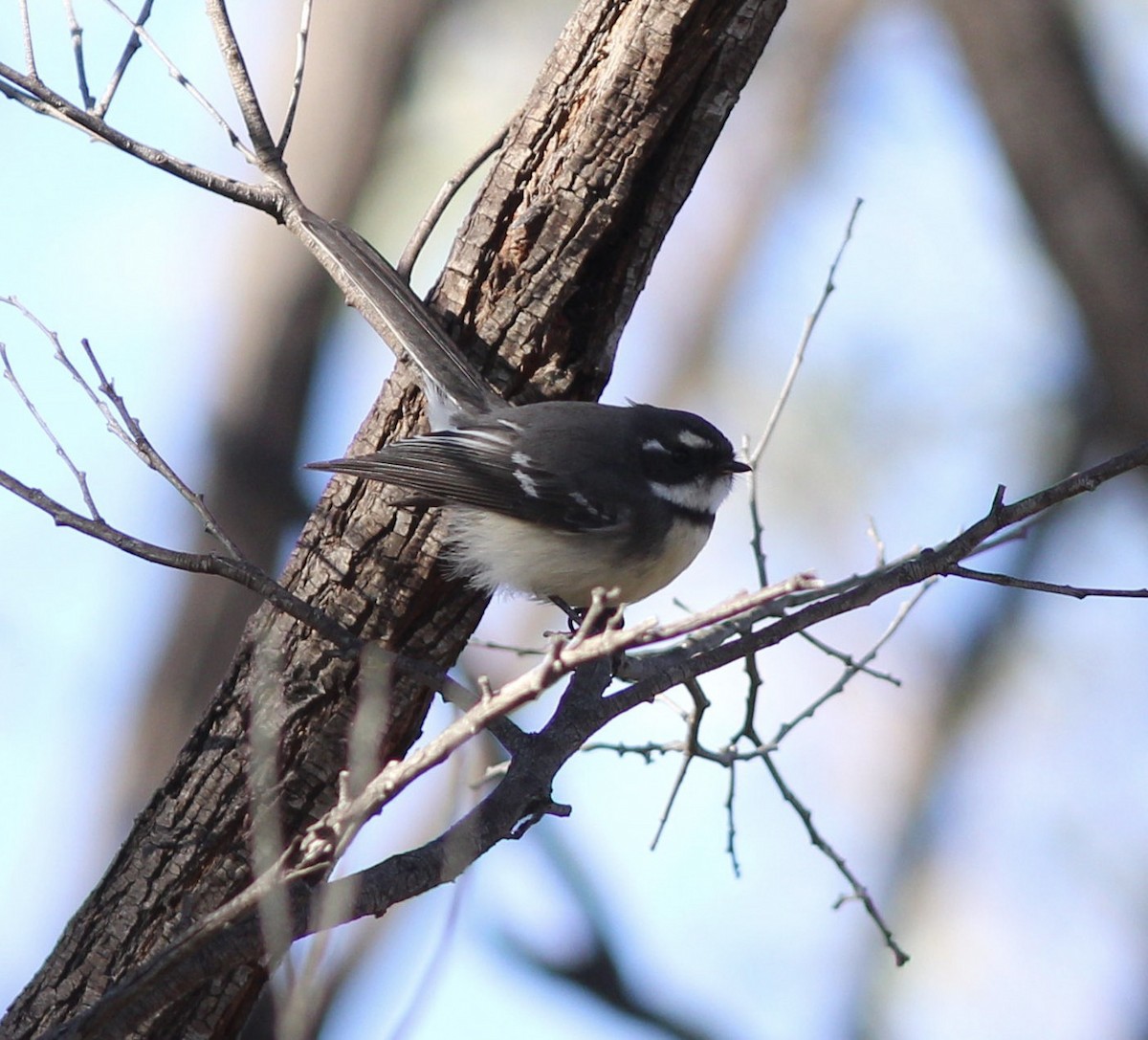 Gray Fantail - Richard and Margaret Alcorn