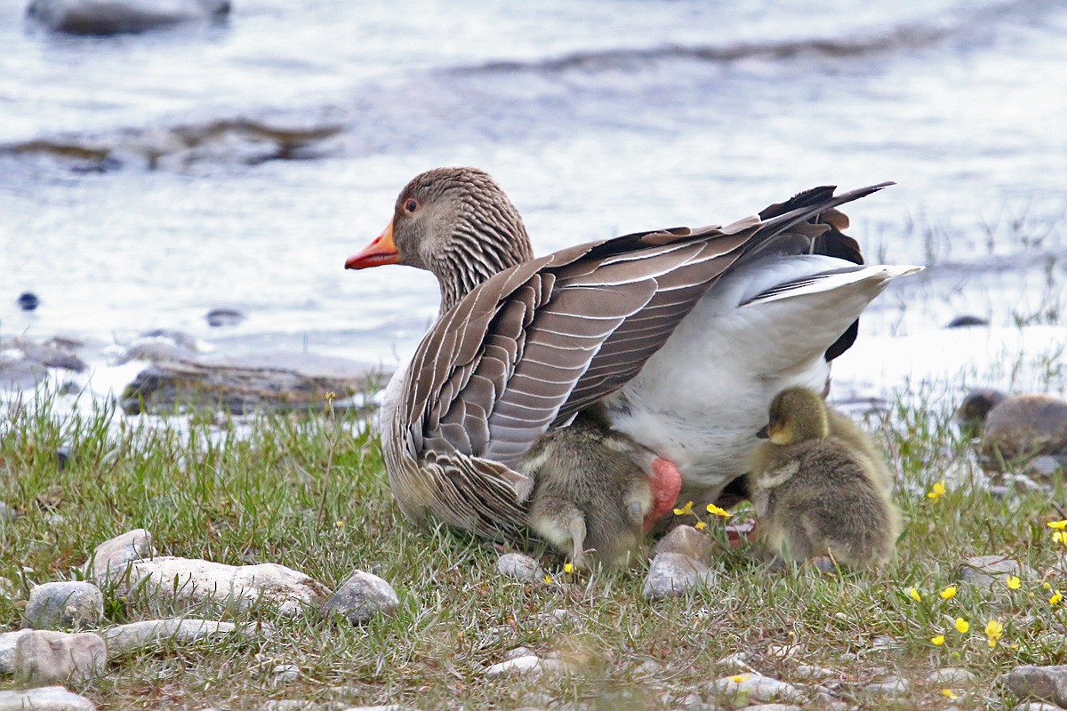 Graylag Goose - ML107316401