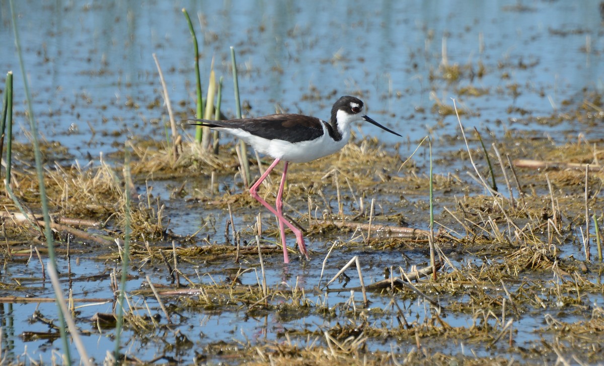 Black-necked Stilt - ML107316631