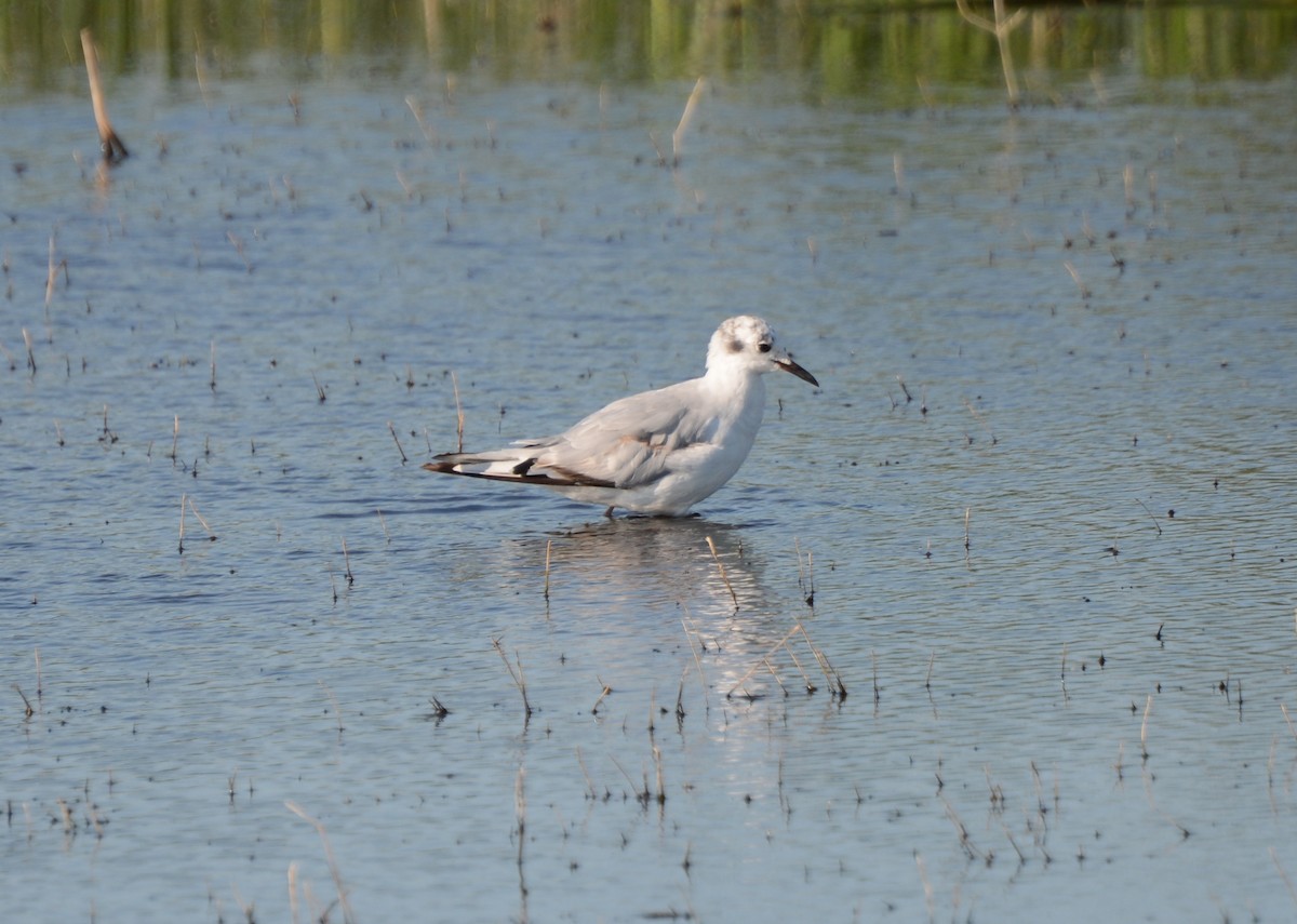 Bonaparte's Gull - ML107316671