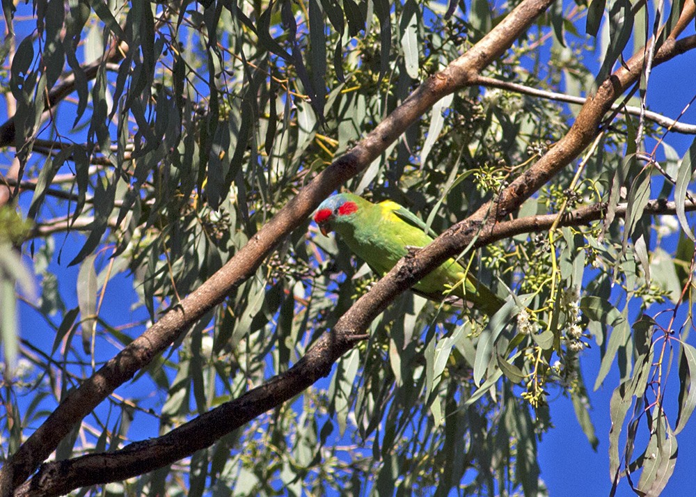 Musk Lorikeet - ML107317351