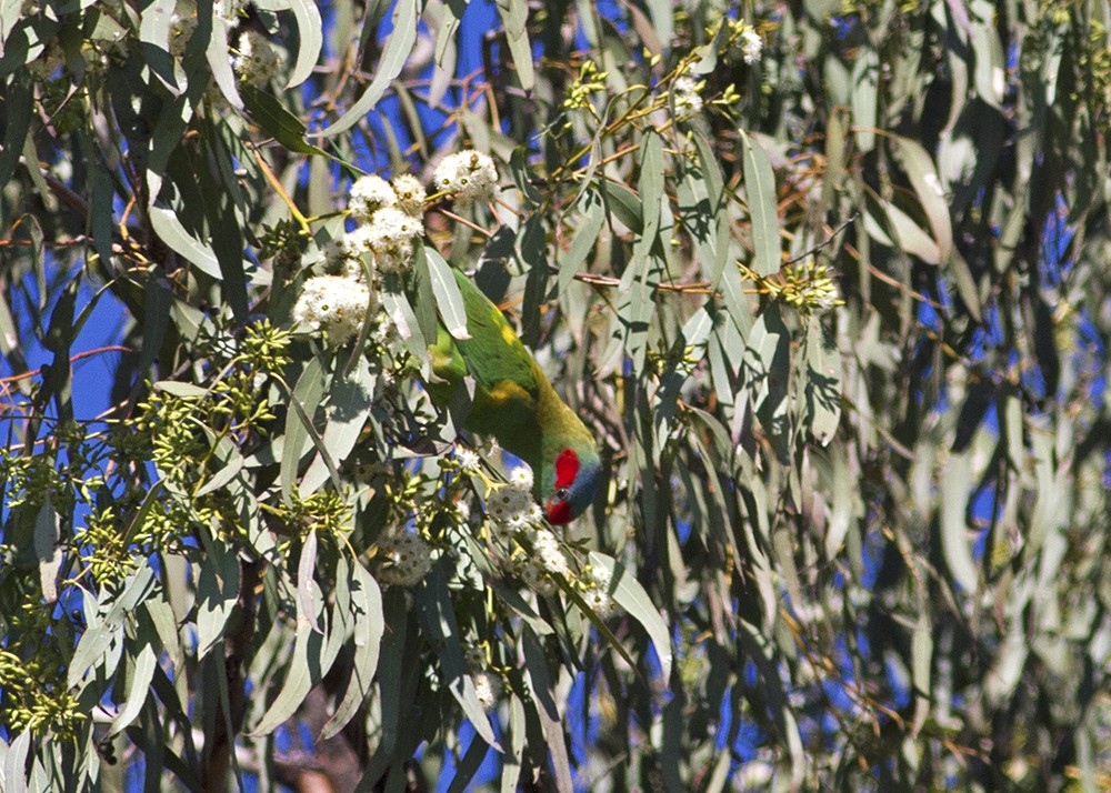 Musk Lorikeet - ML107317371