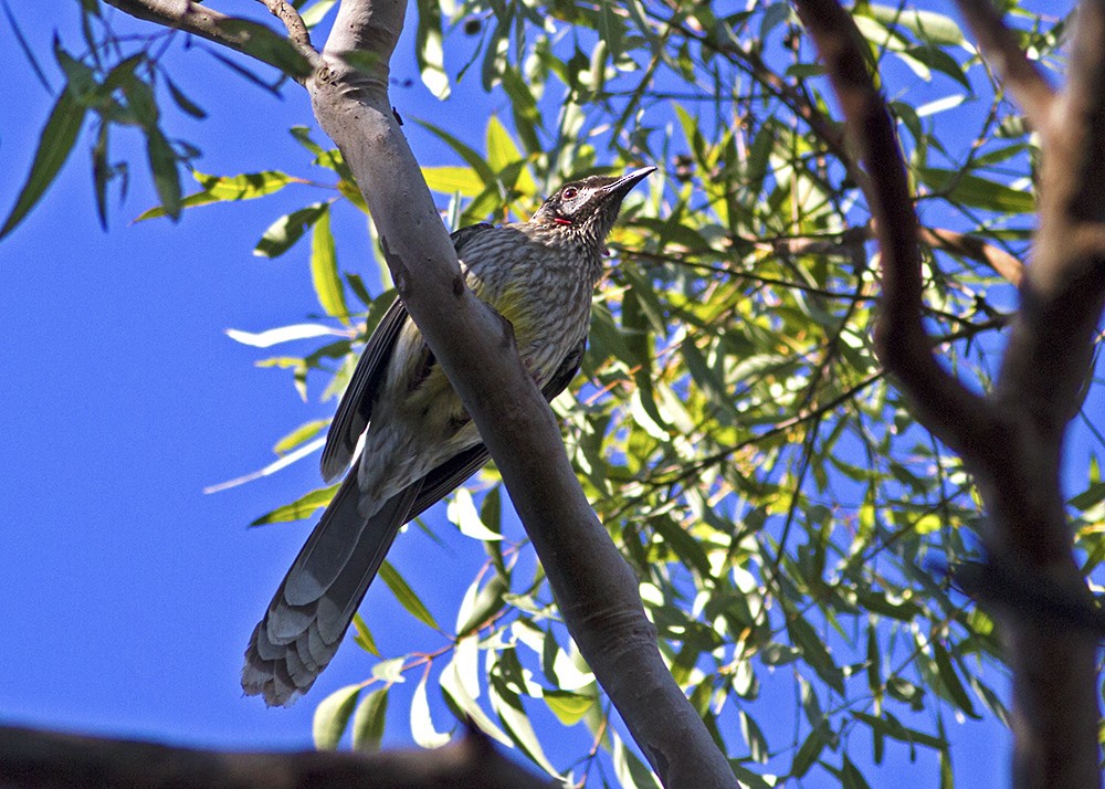 Red Wattlebird - ML107317381