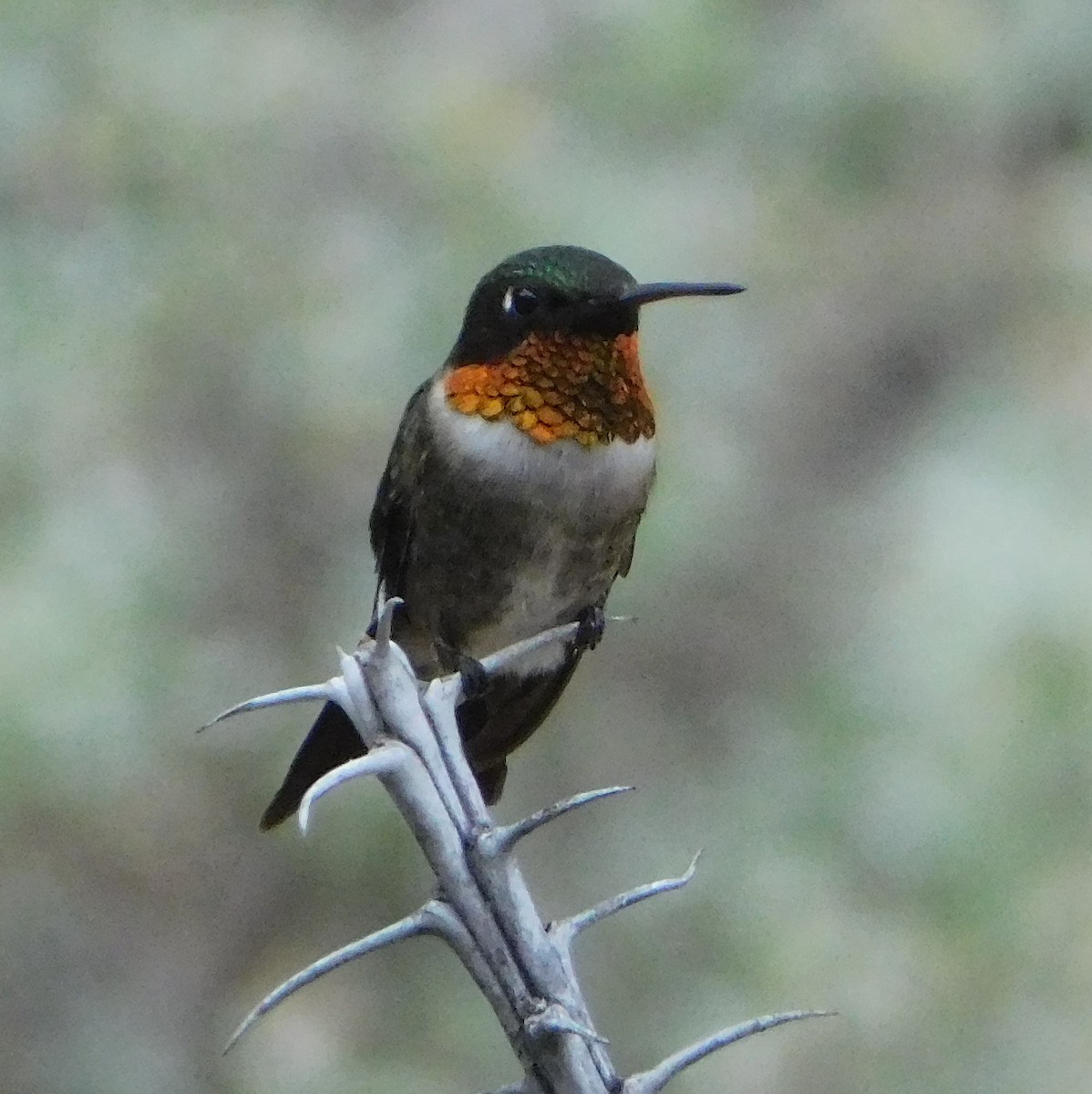 Ruby-throated Hummingbird - Eric Hough