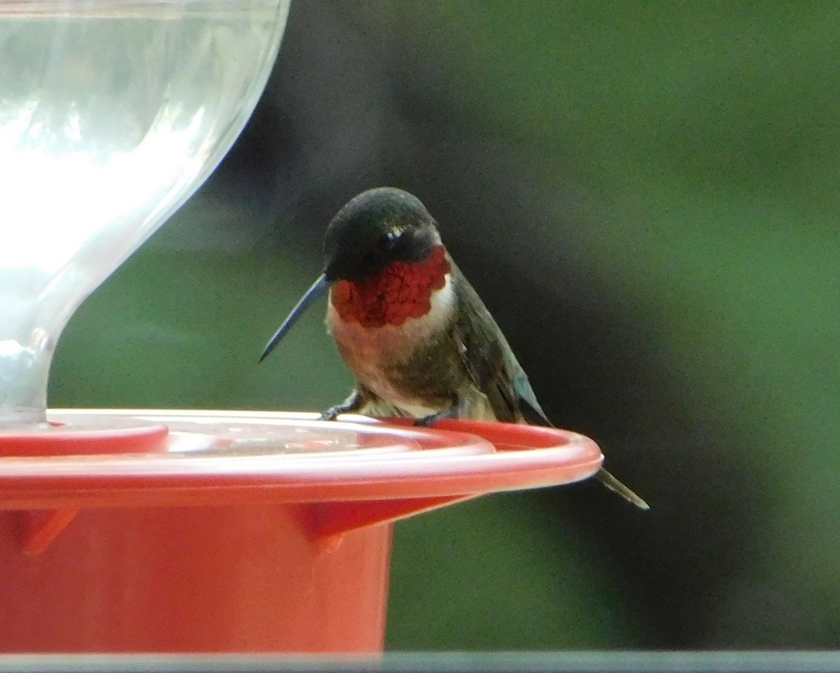 Ruby-throated Hummingbird - Eric Hough