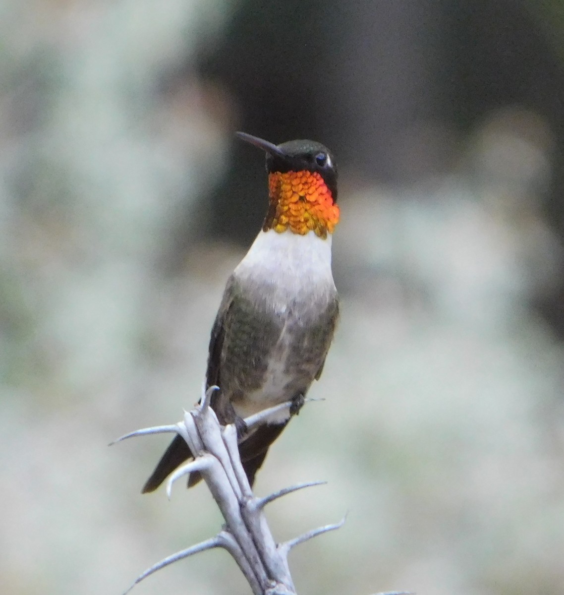 Ruby-throated Hummingbird - Eric Hough