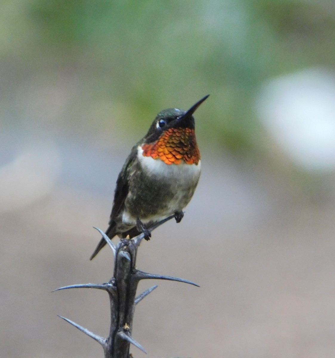 Colibri à gorge rubis - ML107317531