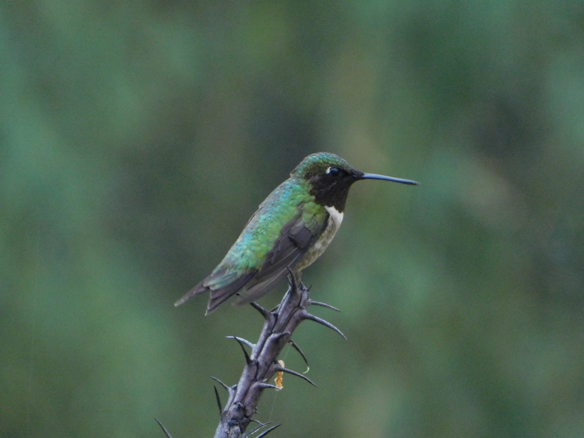 Colibrí Gorjirrubí - ML107317571