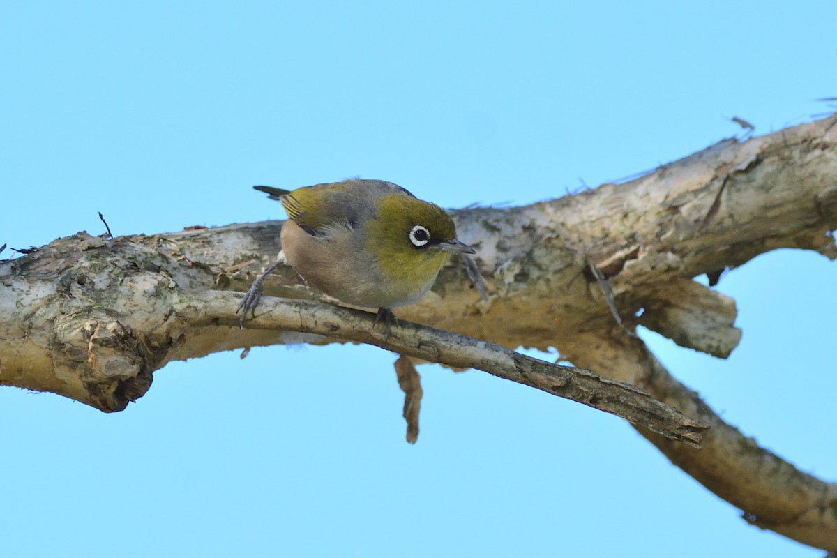 Silvereye - Andrew Schopieray