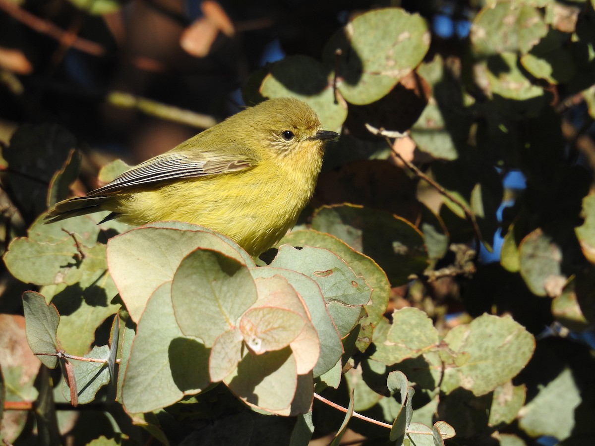 Yellow Thornbill - ML107318761