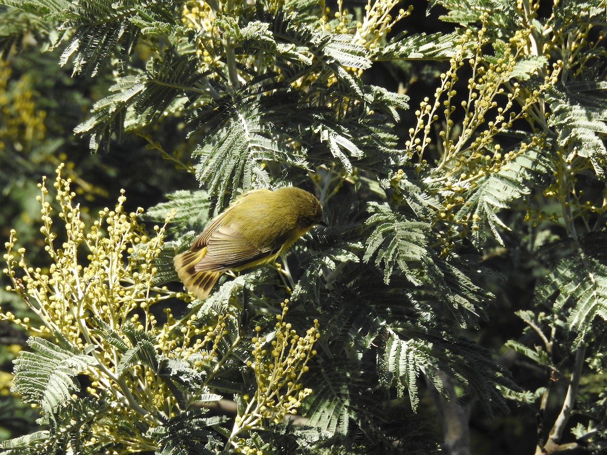 Yellow Thornbill - ML107318911