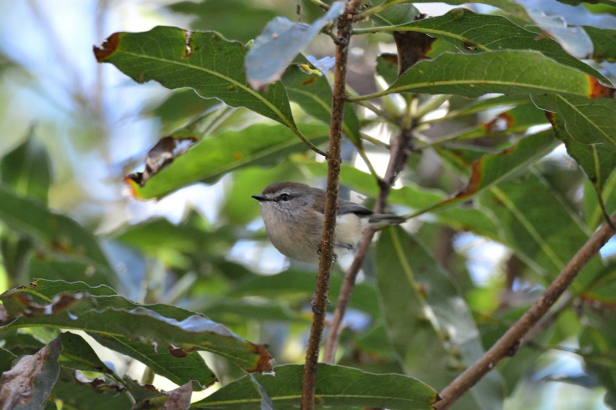 Brown Gerygone - ML107319311