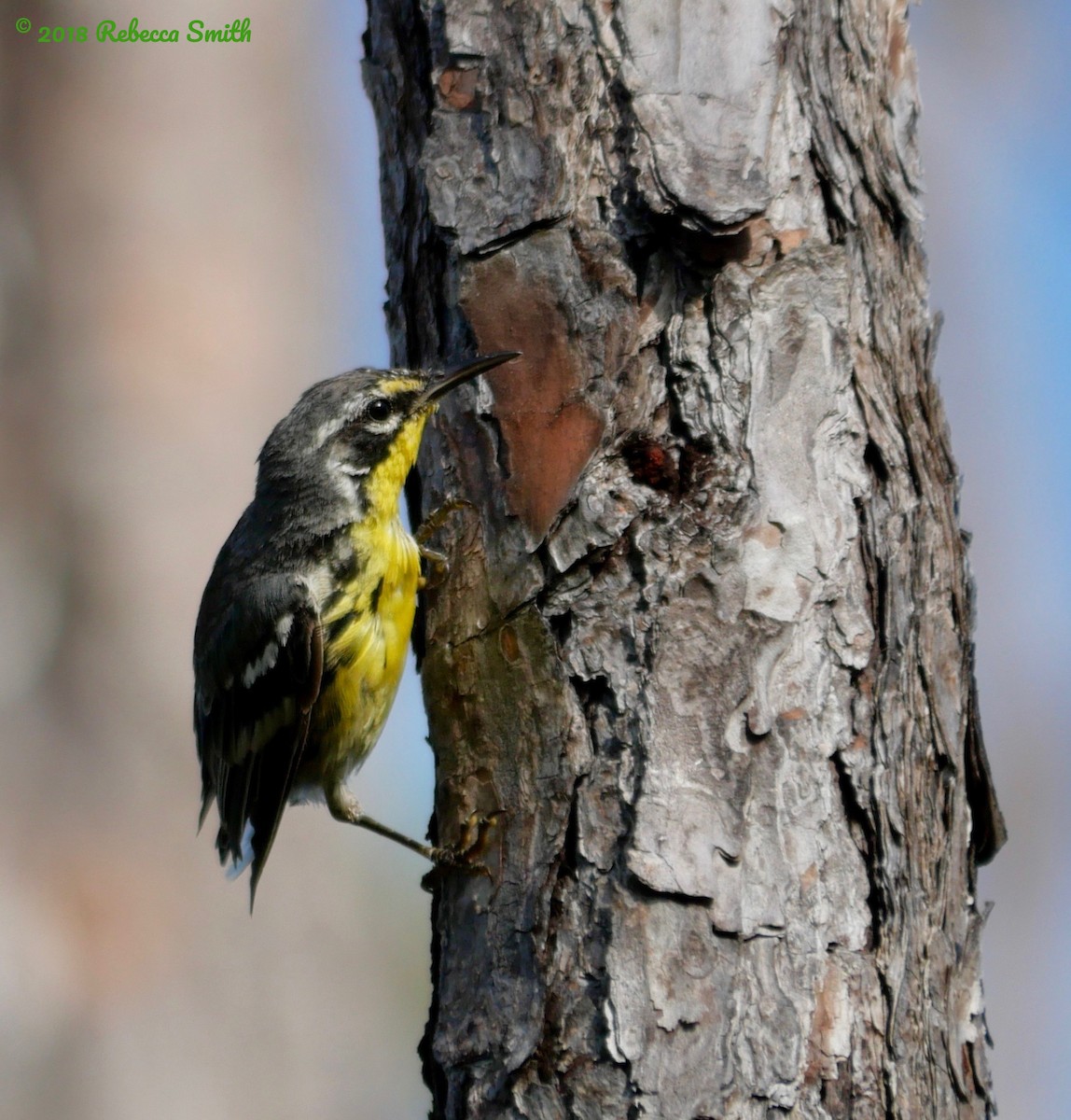 Bahama Warbler - ML107320251