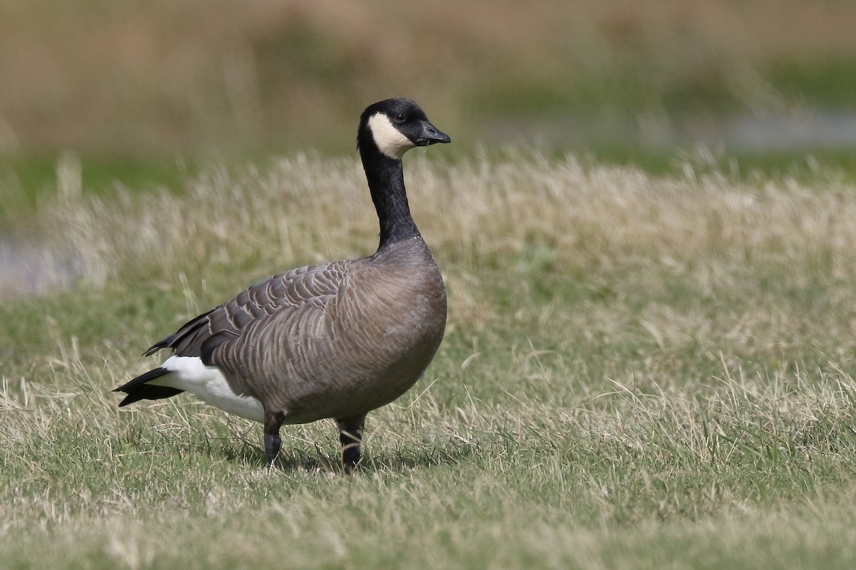 Cackling Goose - Sharif Uddin