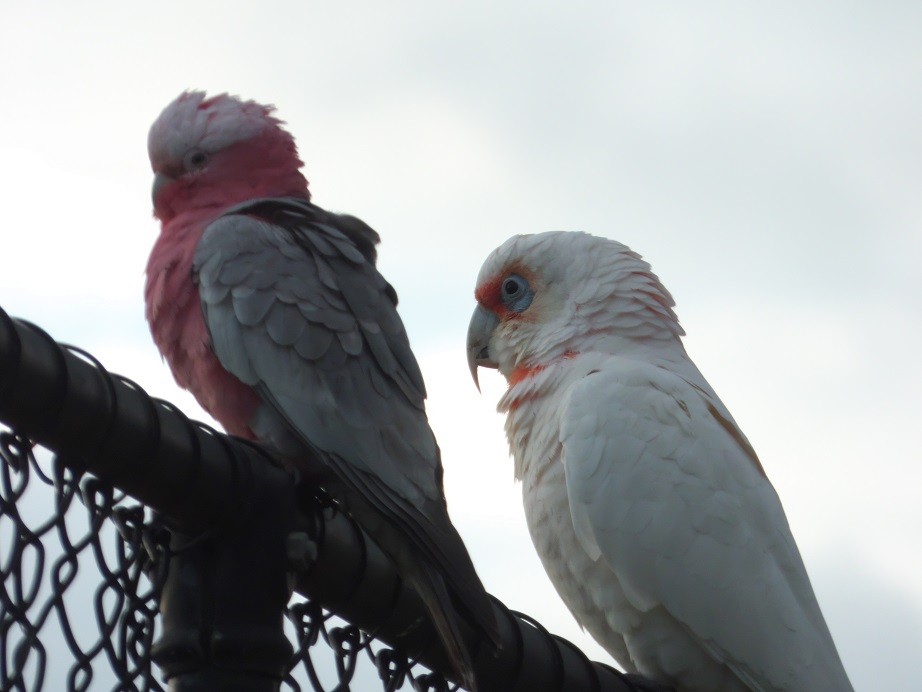 Long-billed Corella - ML107320811