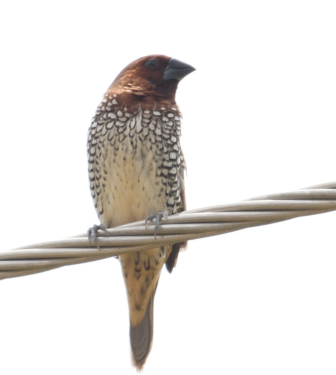 Scaly-breasted Munia - ML107322941