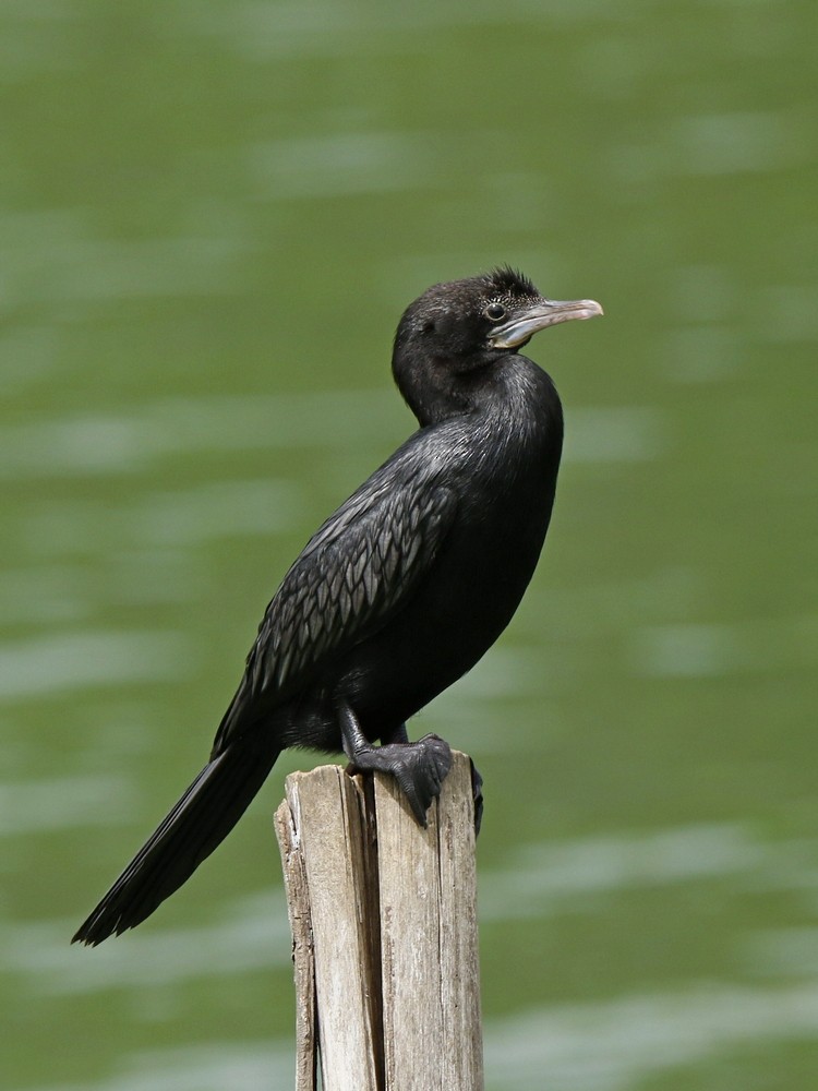 Little Cormorant - Subhadra Devi