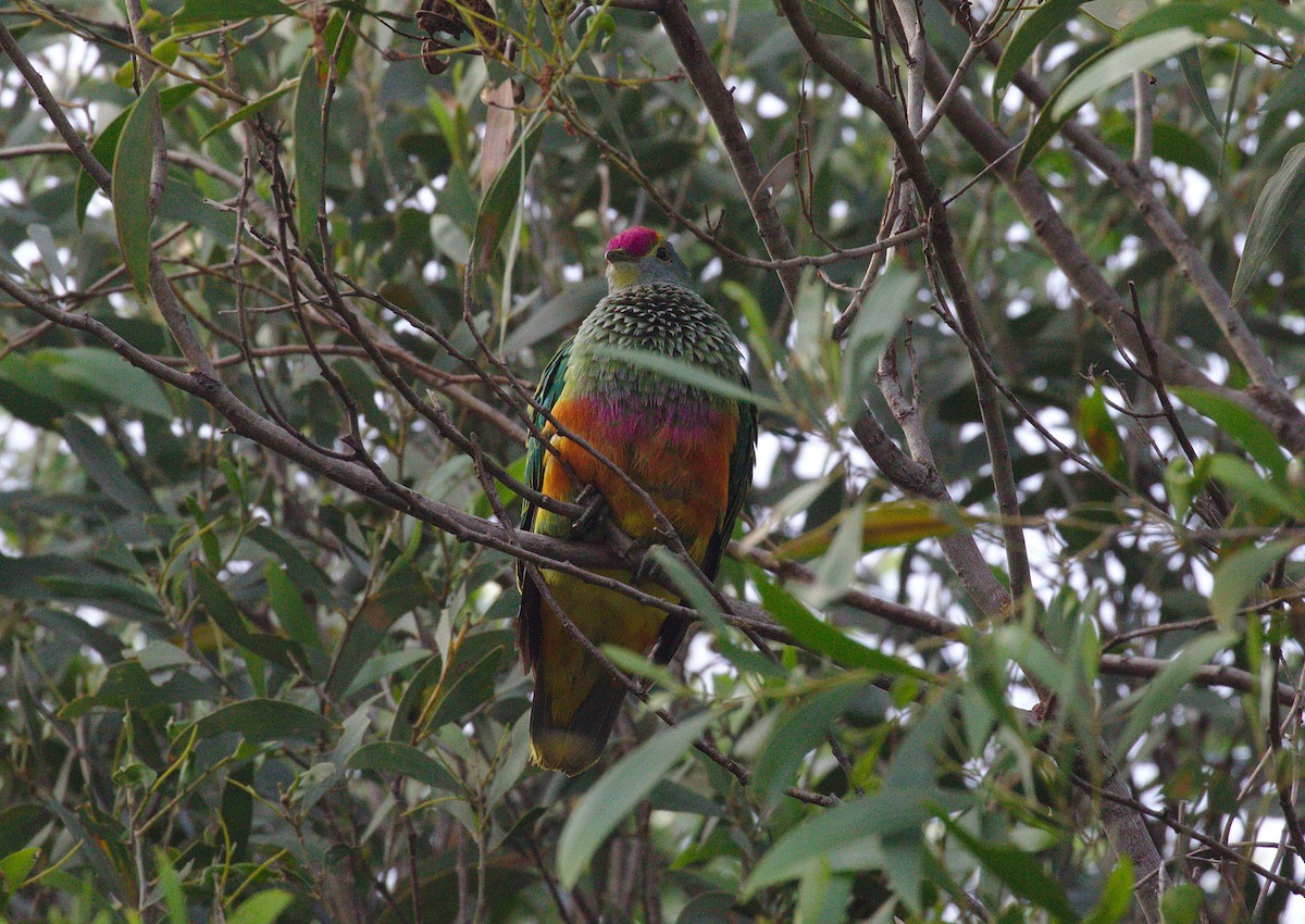Rose-crowned Fruit-Dove - ML107323841