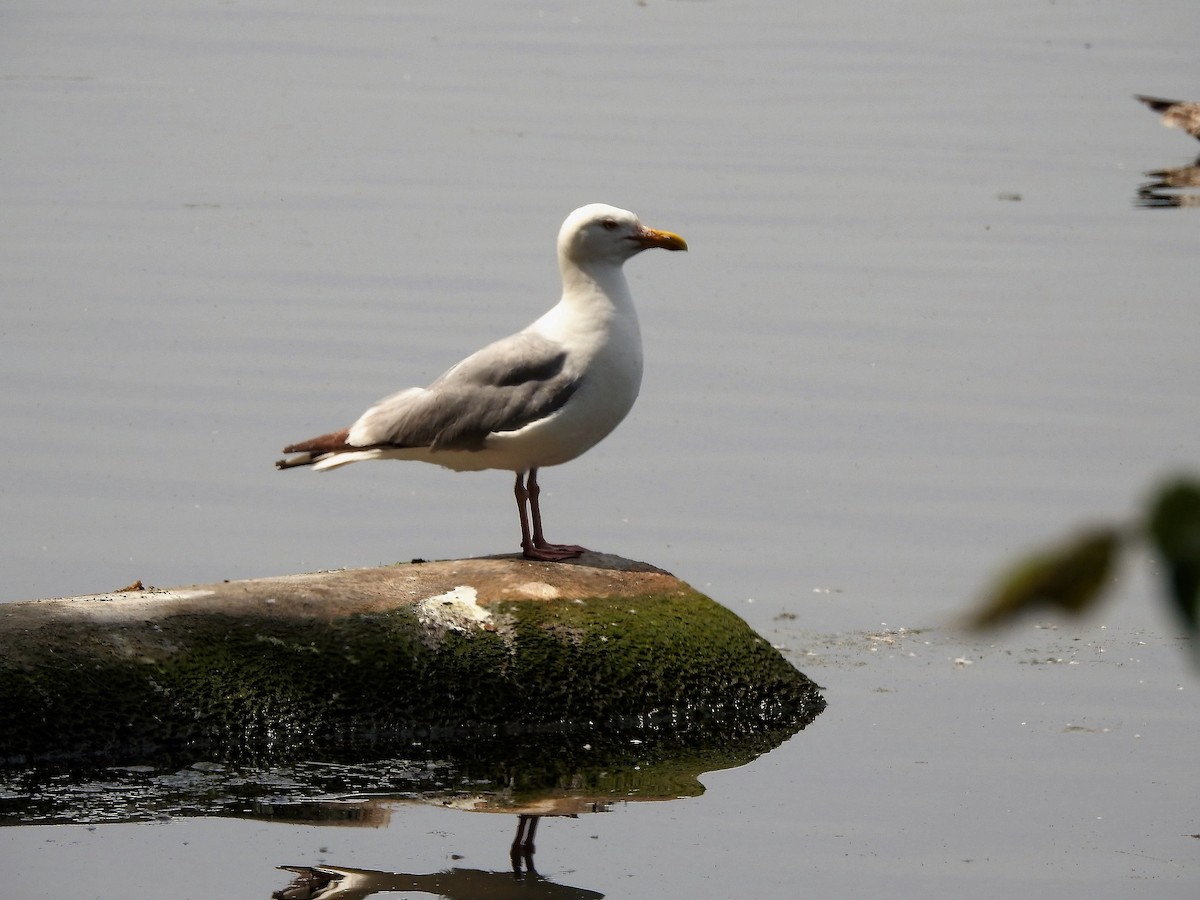 Herring Gull - ML107325481