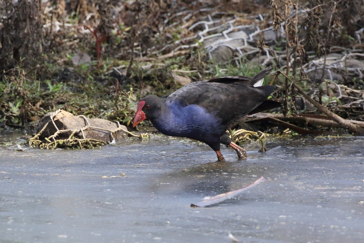 Australasian Swamphen - ML107326391