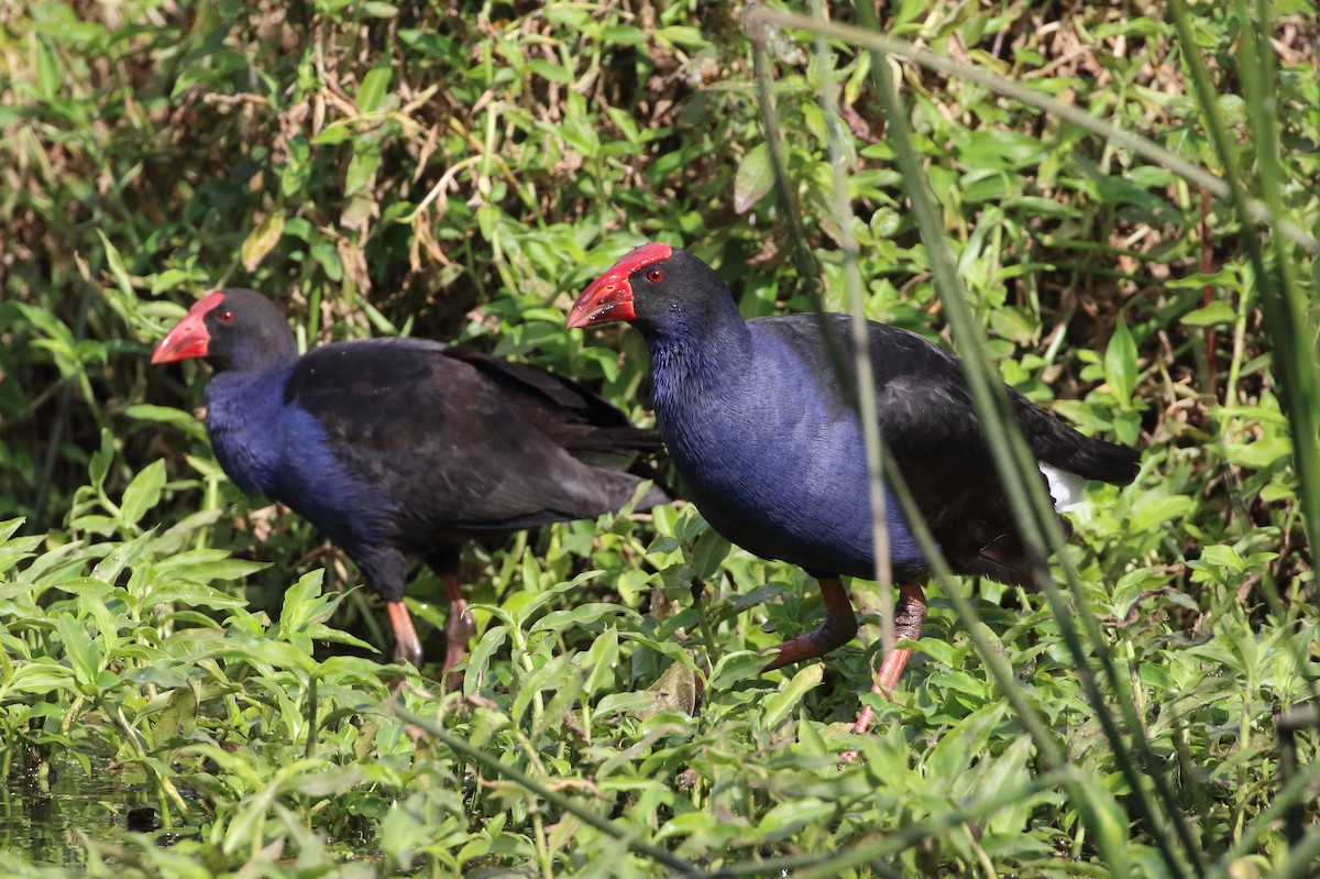 Australasian Swamphen - ML107326411