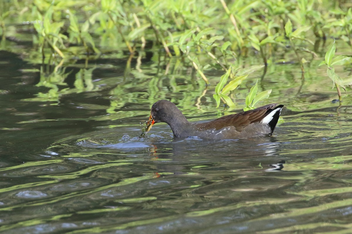 Dusky Moorhen - ML107326481