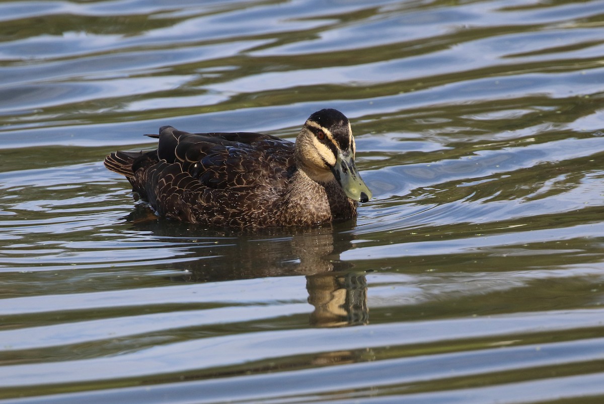 Pacific Black Duck - ML107326541