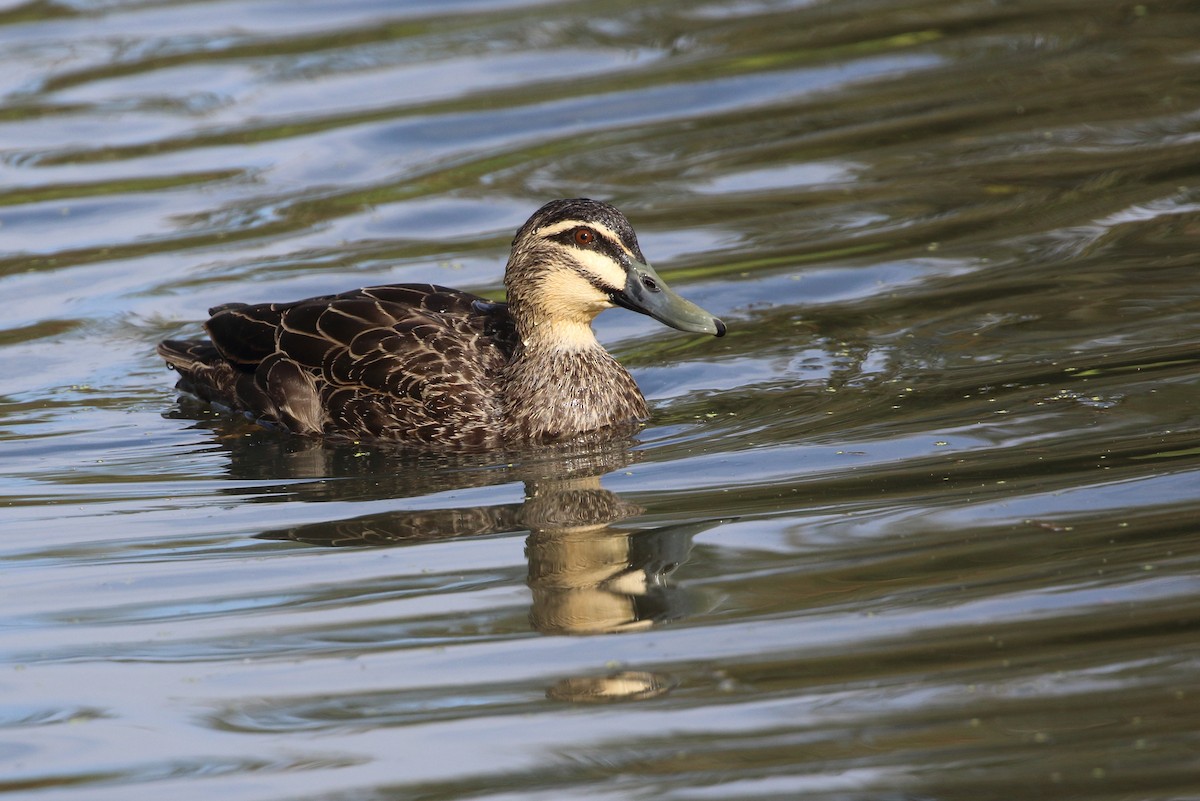 Pacific Black Duck - Richard Fuller