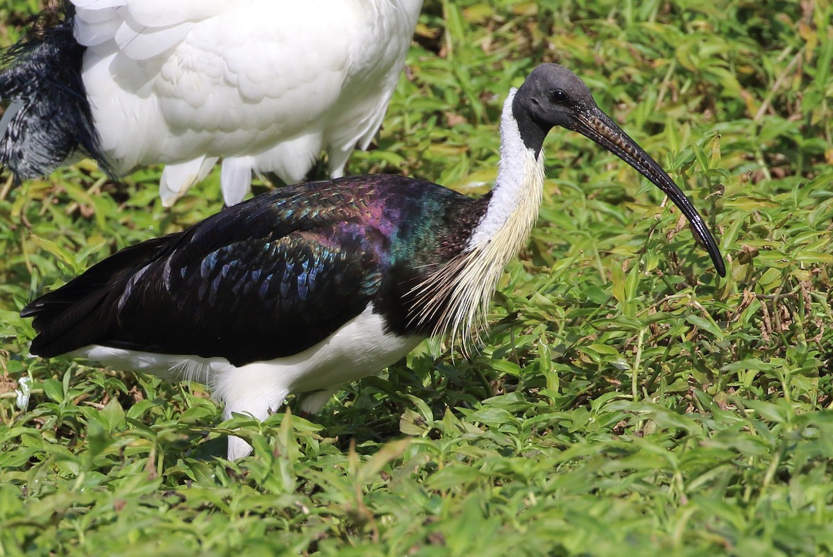 Straw-necked Ibis - ML107326561