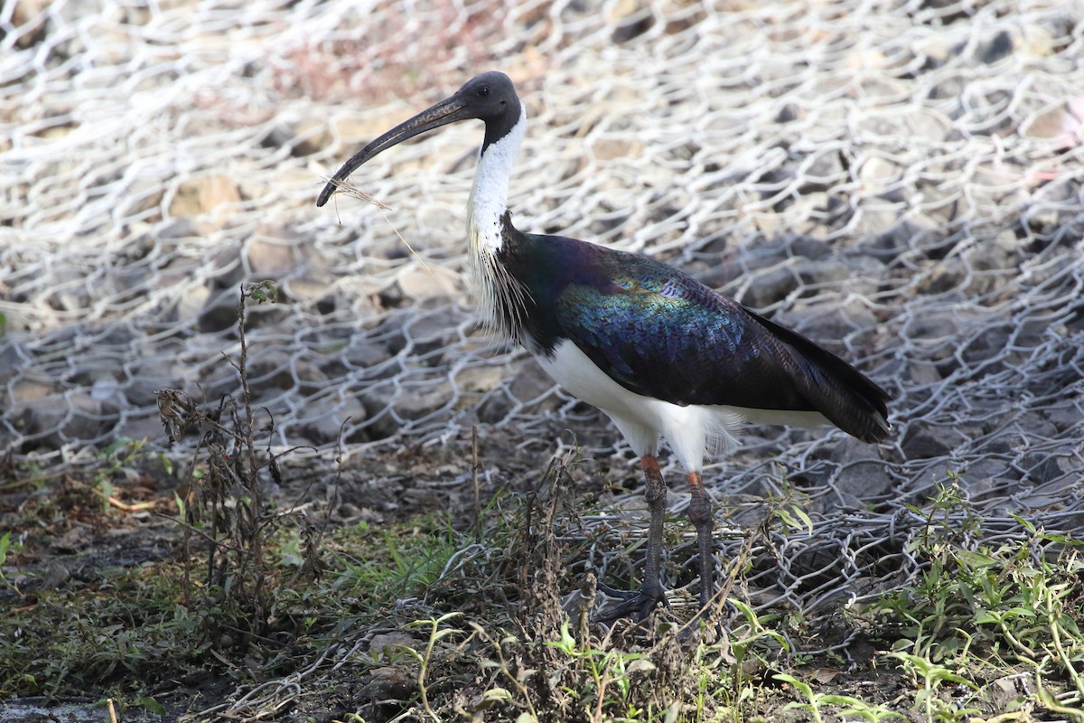 Straw-necked Ibis - Richard Fuller