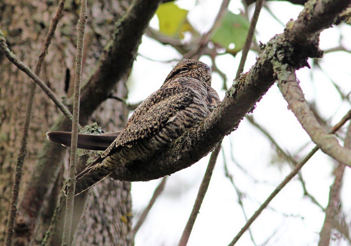 Common Nighthawk - ML107326731